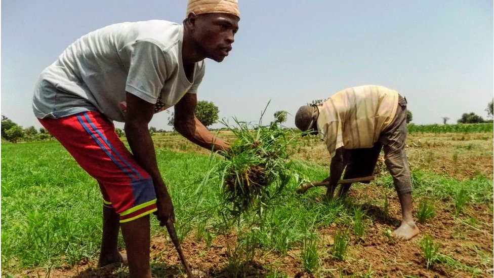 AGRICULTURE